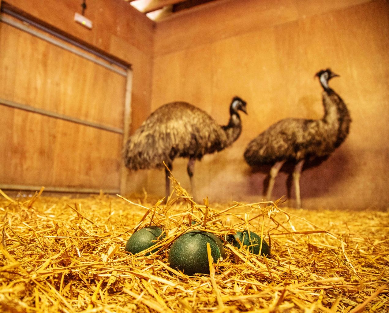All eyes are on a clutch of exciting Easter Emu eggs due to hatch at